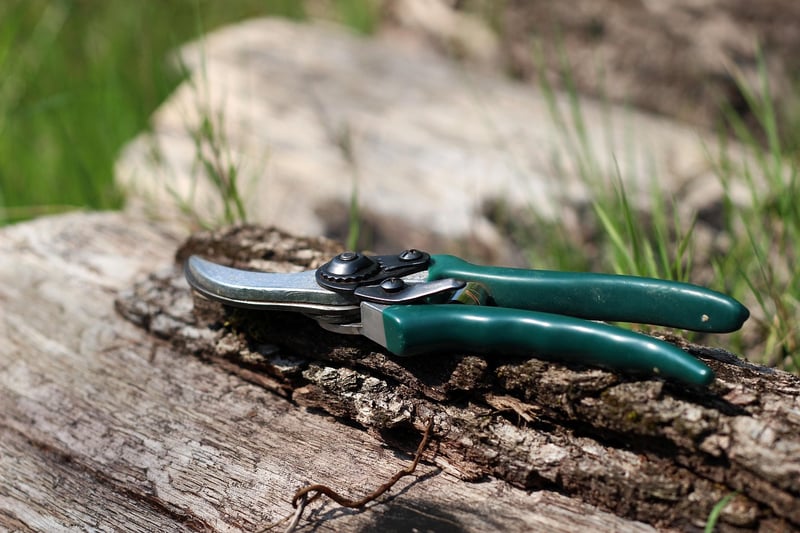Mermaid Vine Pruning