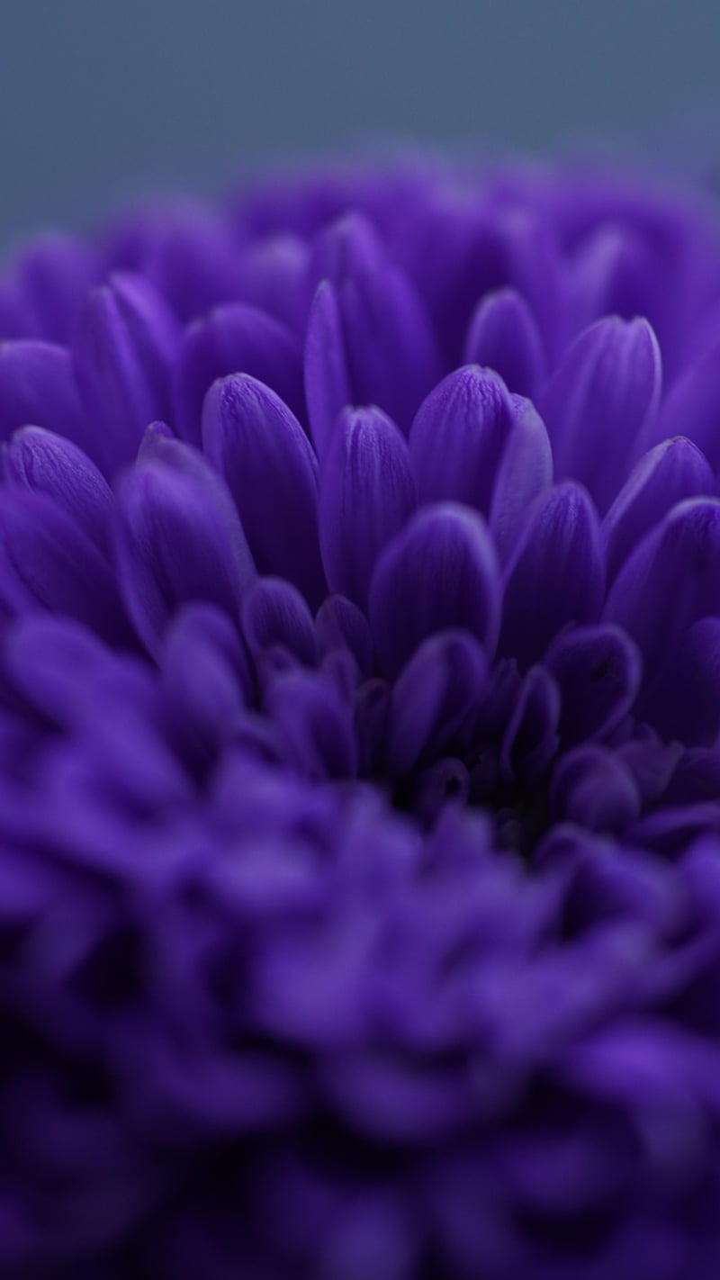 Pixie-Inspired Horticulture