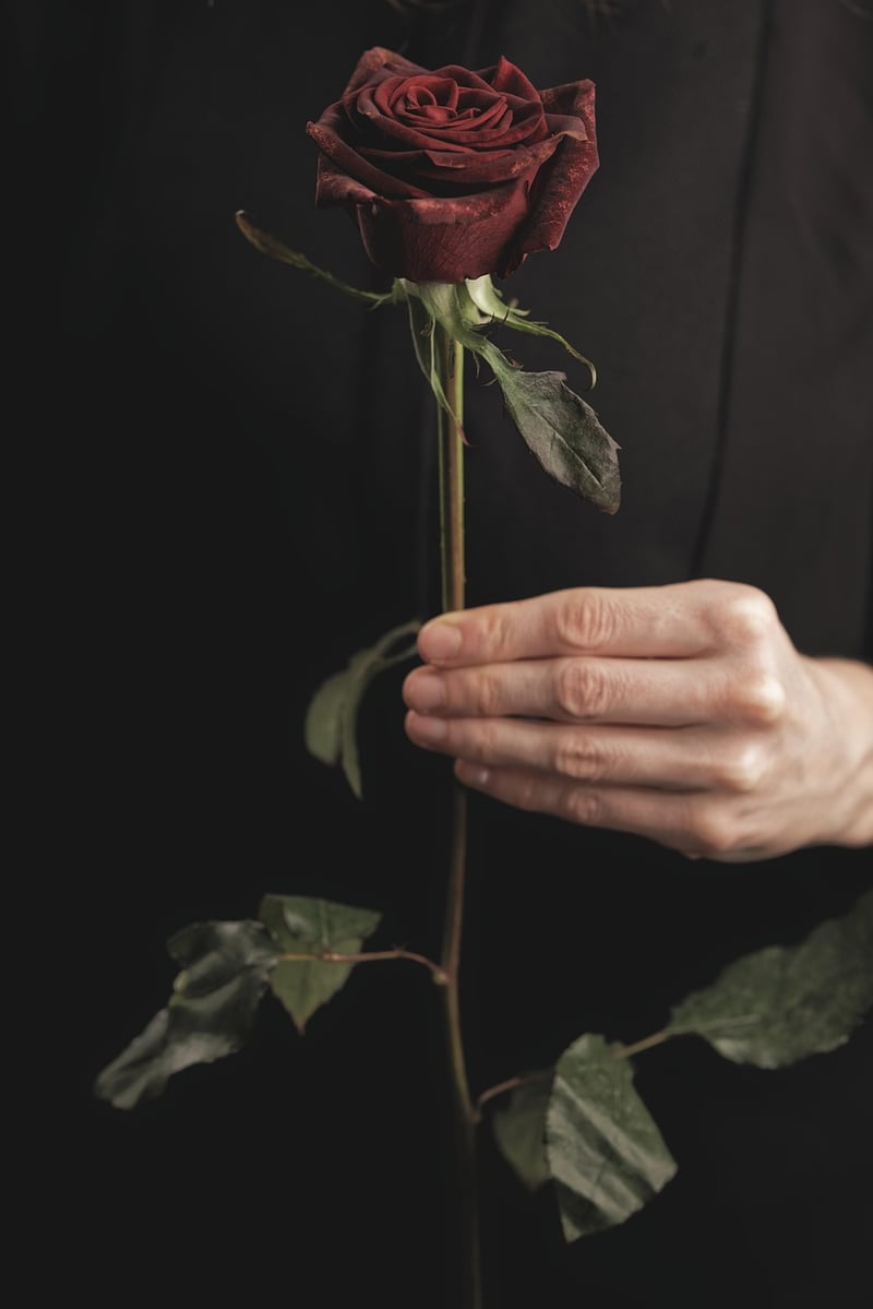 Red Rose Bloom
