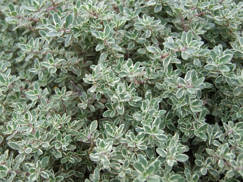 Thyme Herb