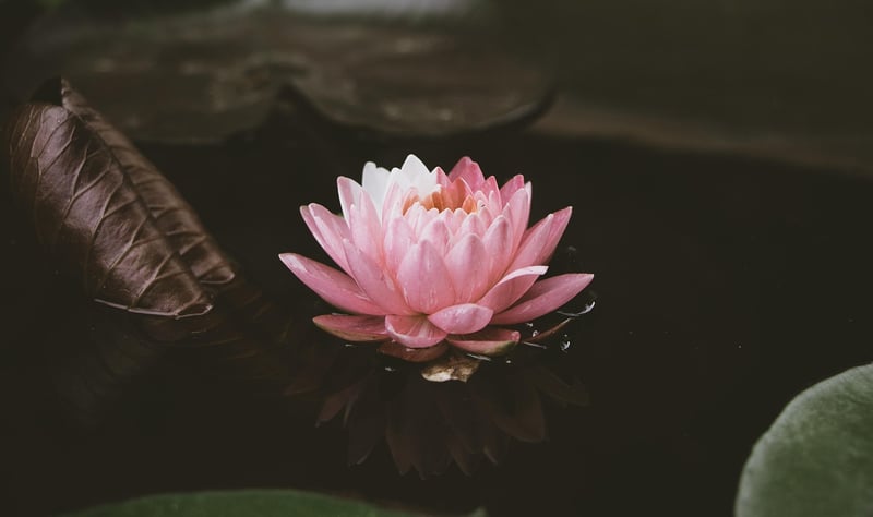 Lotus Flower Bloom